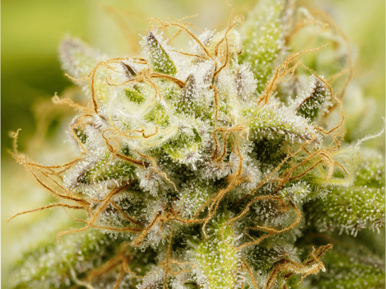 Eine Cannabisblüte, die Wirkung und Wirkungsdauer von CBD zeigt