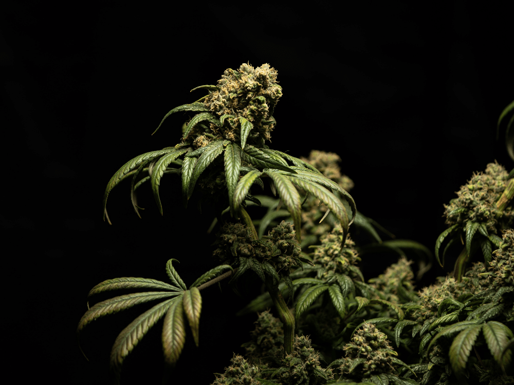 CBD Cannabispflanze
