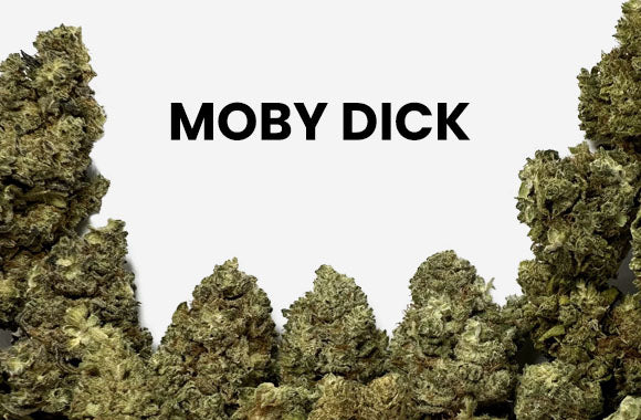 Moby Dick - CBD Blüten von Twizzla
